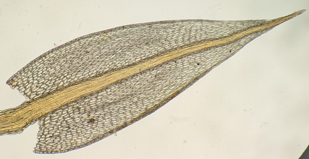 Bryum coronatum (hero image)