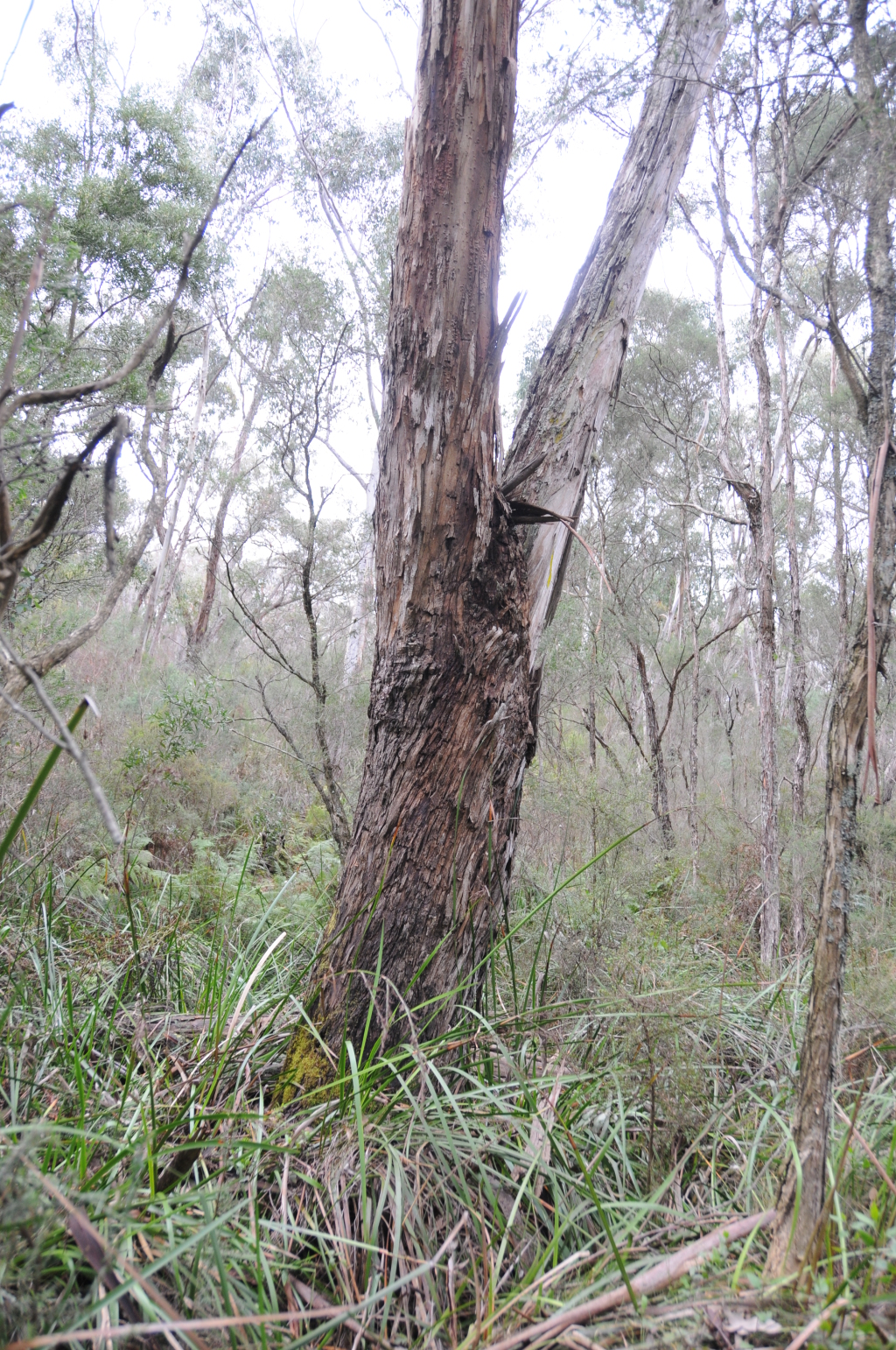 Eucalyptus ovata (hero image)