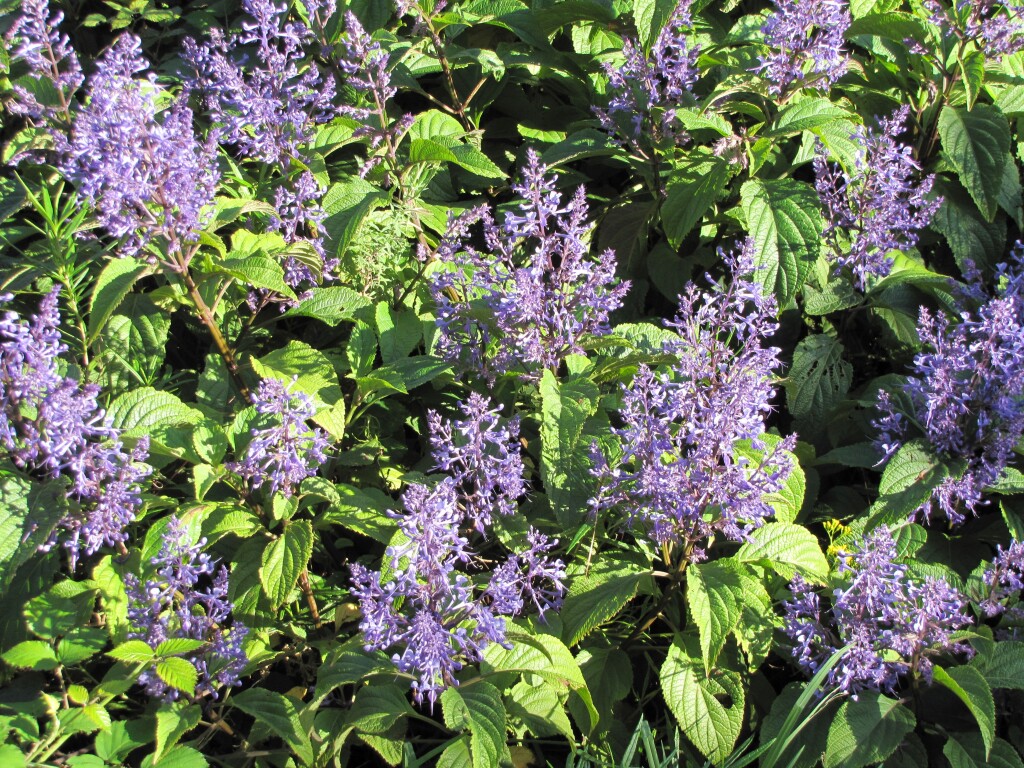 Plectranthus ecklonii (hero image)