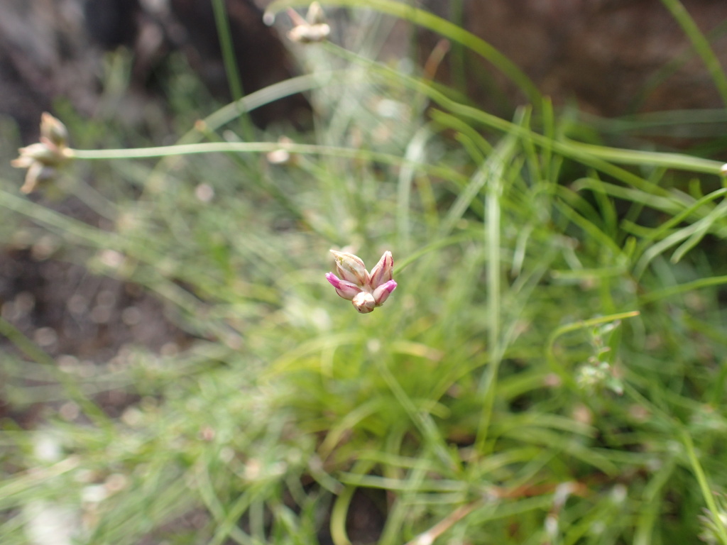 Laxmannia gracilis (hero image)