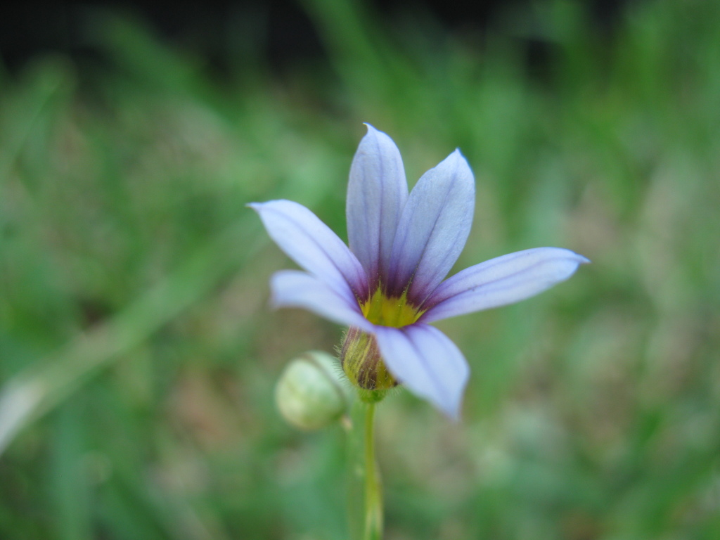 Sisyrinchium rosulatum (hero image)