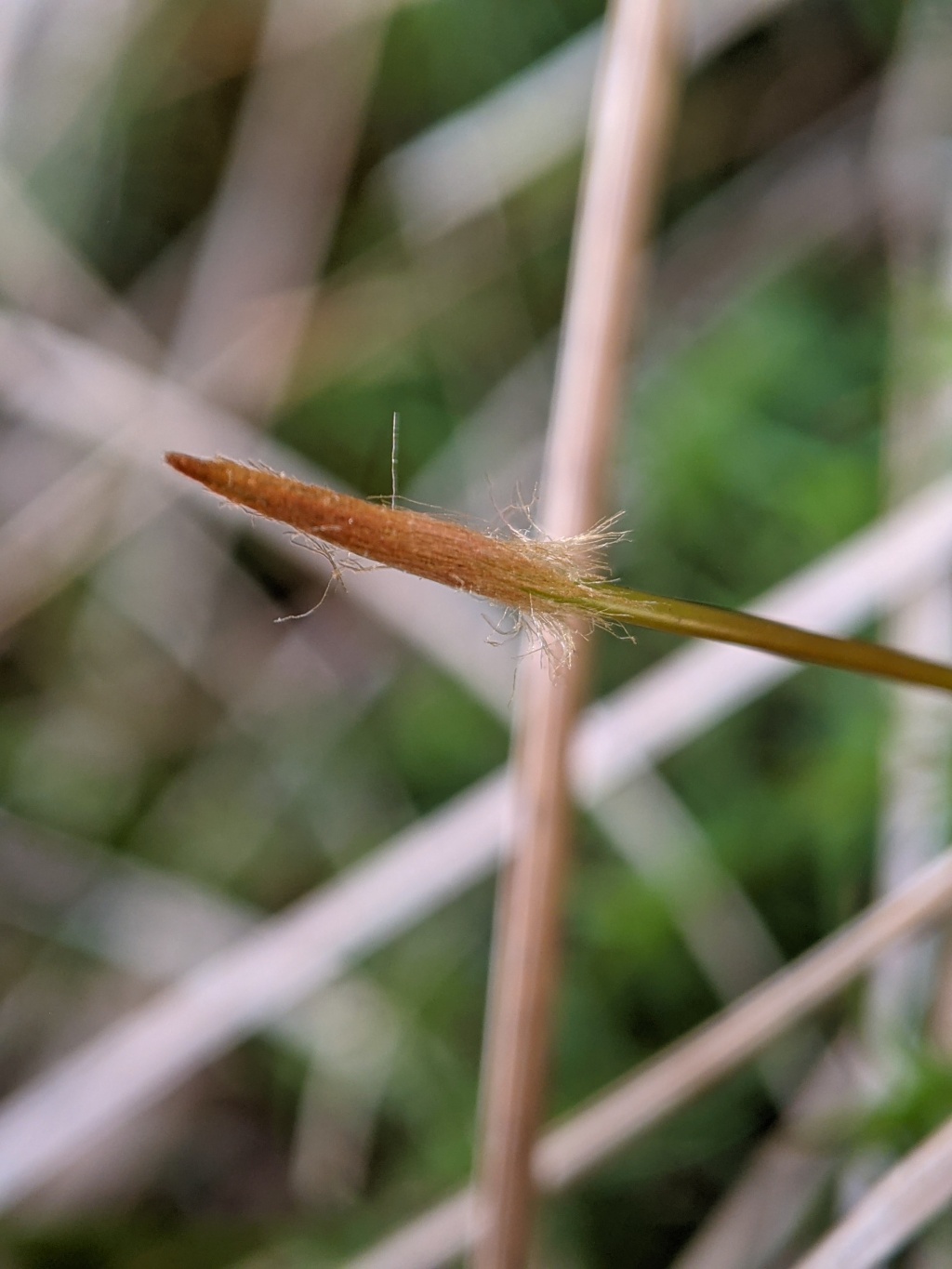 Polytrichastrum (hero image)