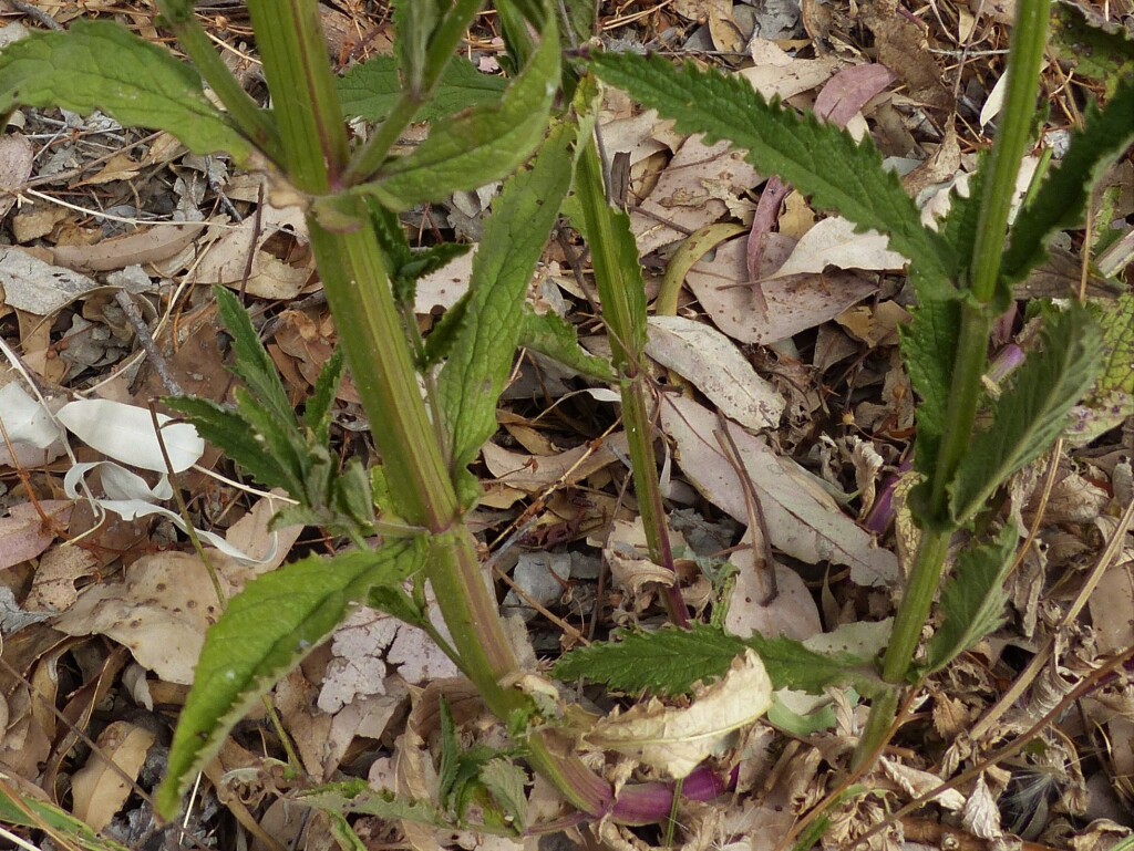 Verbena bonariensis var. conglomerata (hero image)