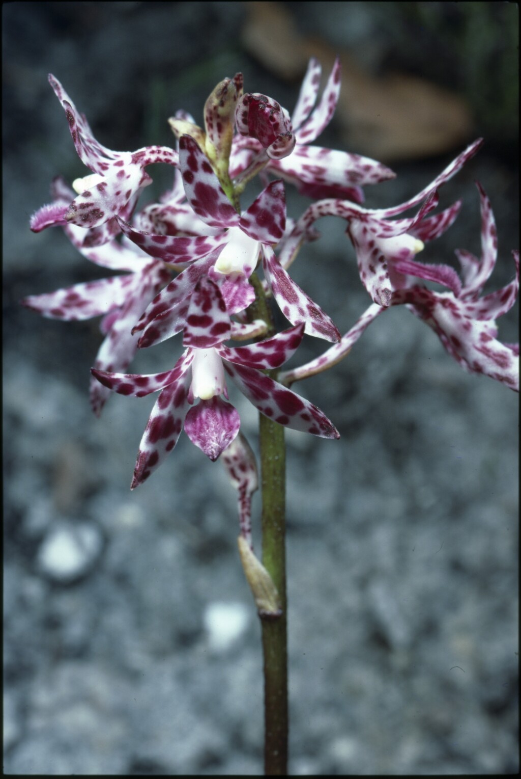 Dipodium variegatum (hero image)