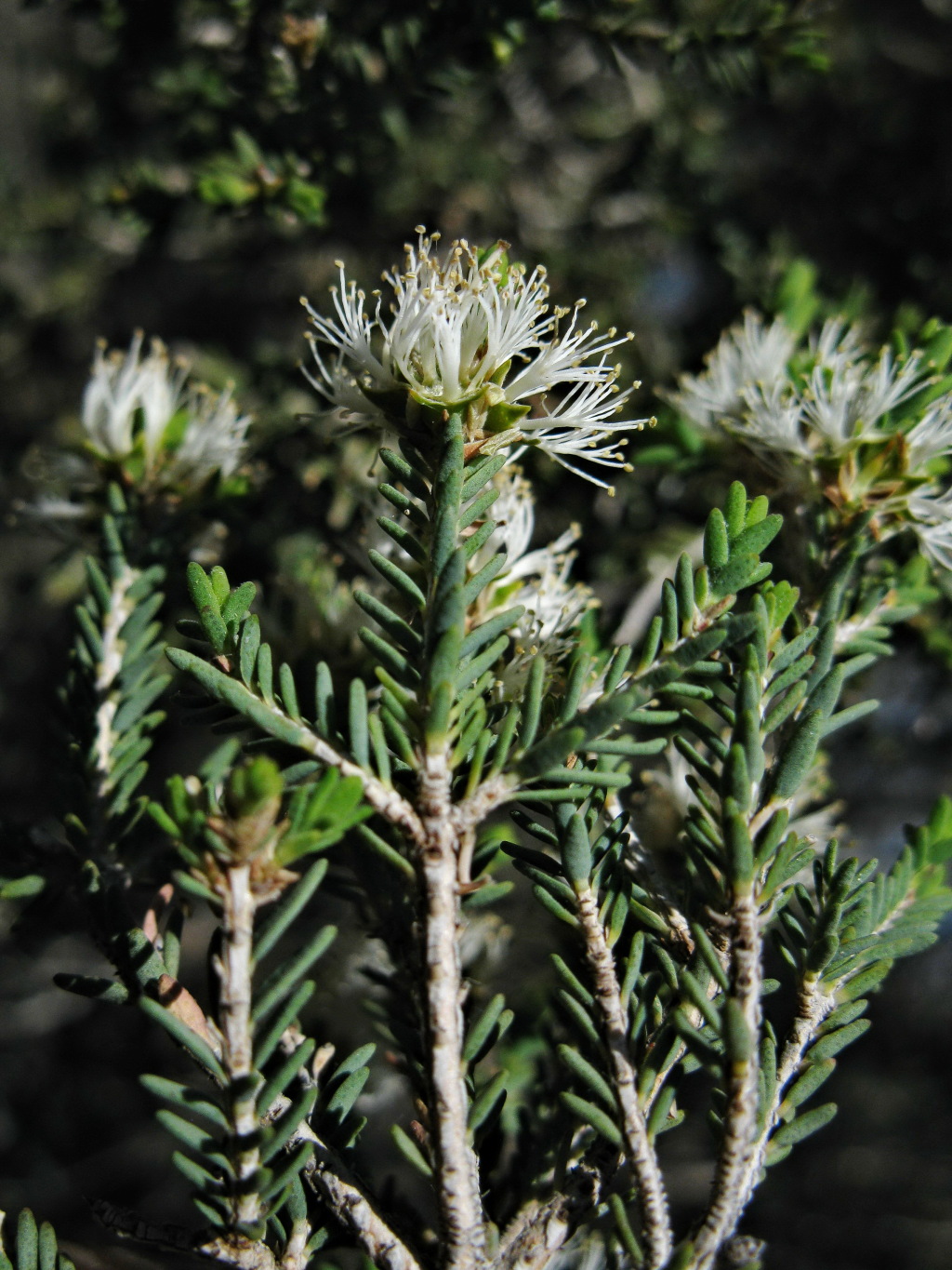 Melaleuca halmaturorum (hero image)