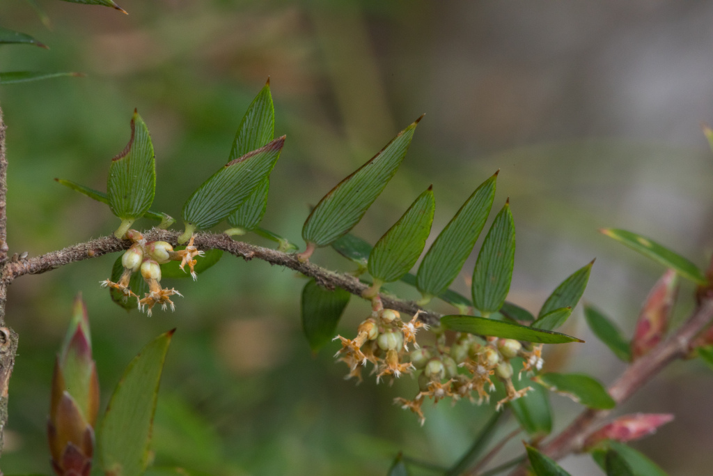 Acrotriche leucocarpa (hero image)