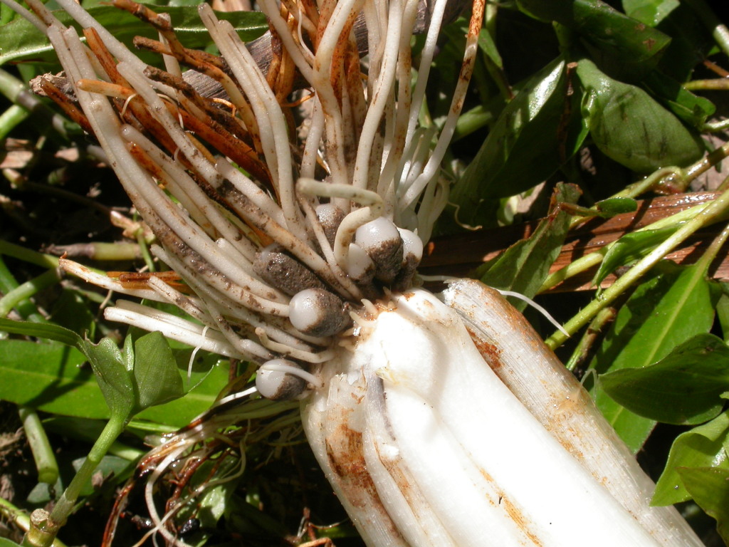 Cycnogeton microtuberosum (hero image)
