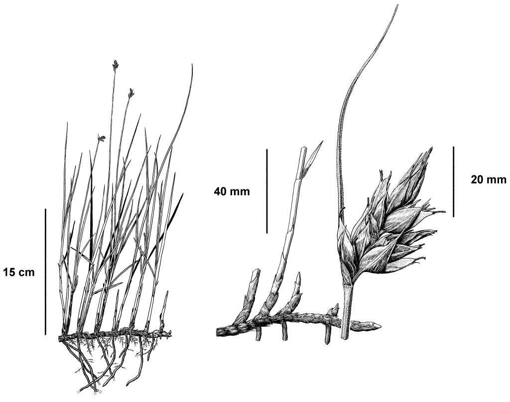 Carex divisa (hero image)