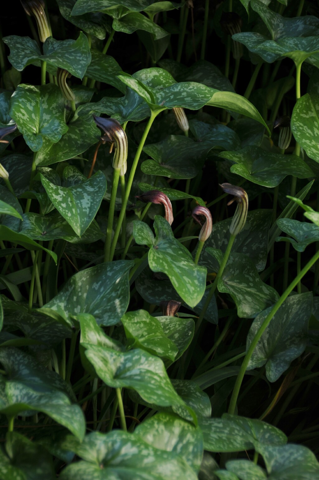 Arisarum vulgare (hero image)