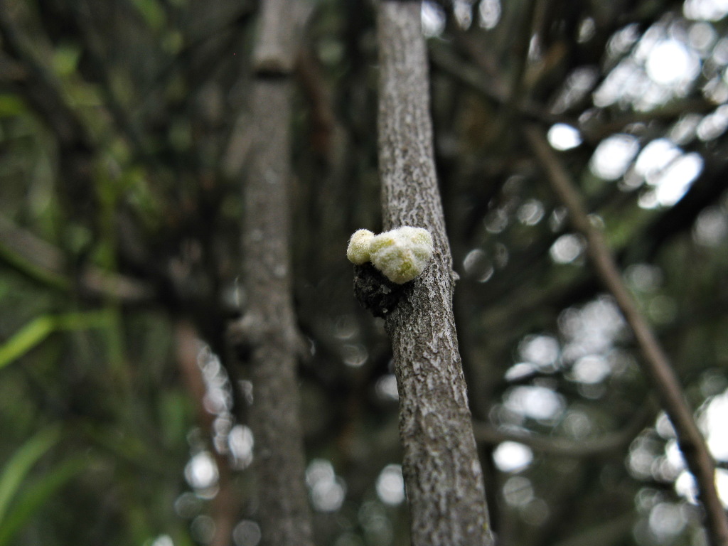 Loranthaceae (hero image)