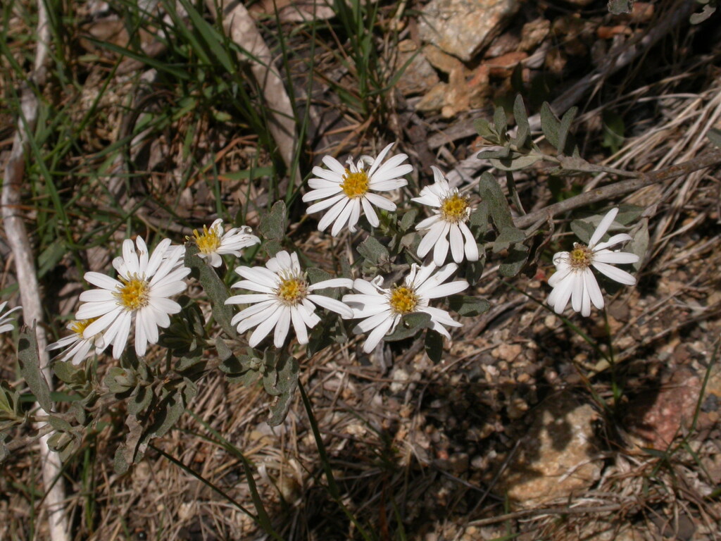 Olearia phlogopappa subsp. flavescens (hero image)