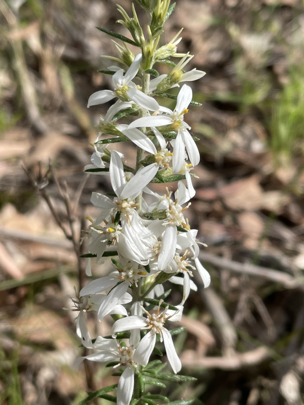 Olearia ramulosa var. tomentosa (hero image)