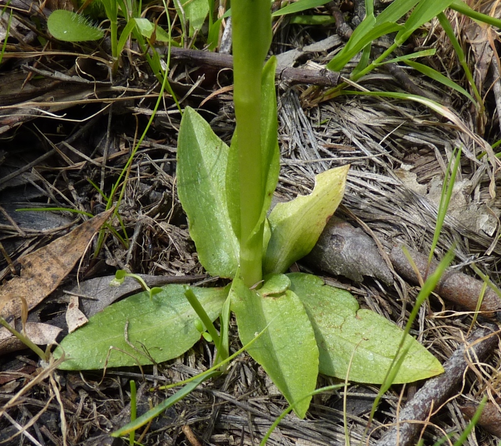 Pterostylis falcata (hero image)
