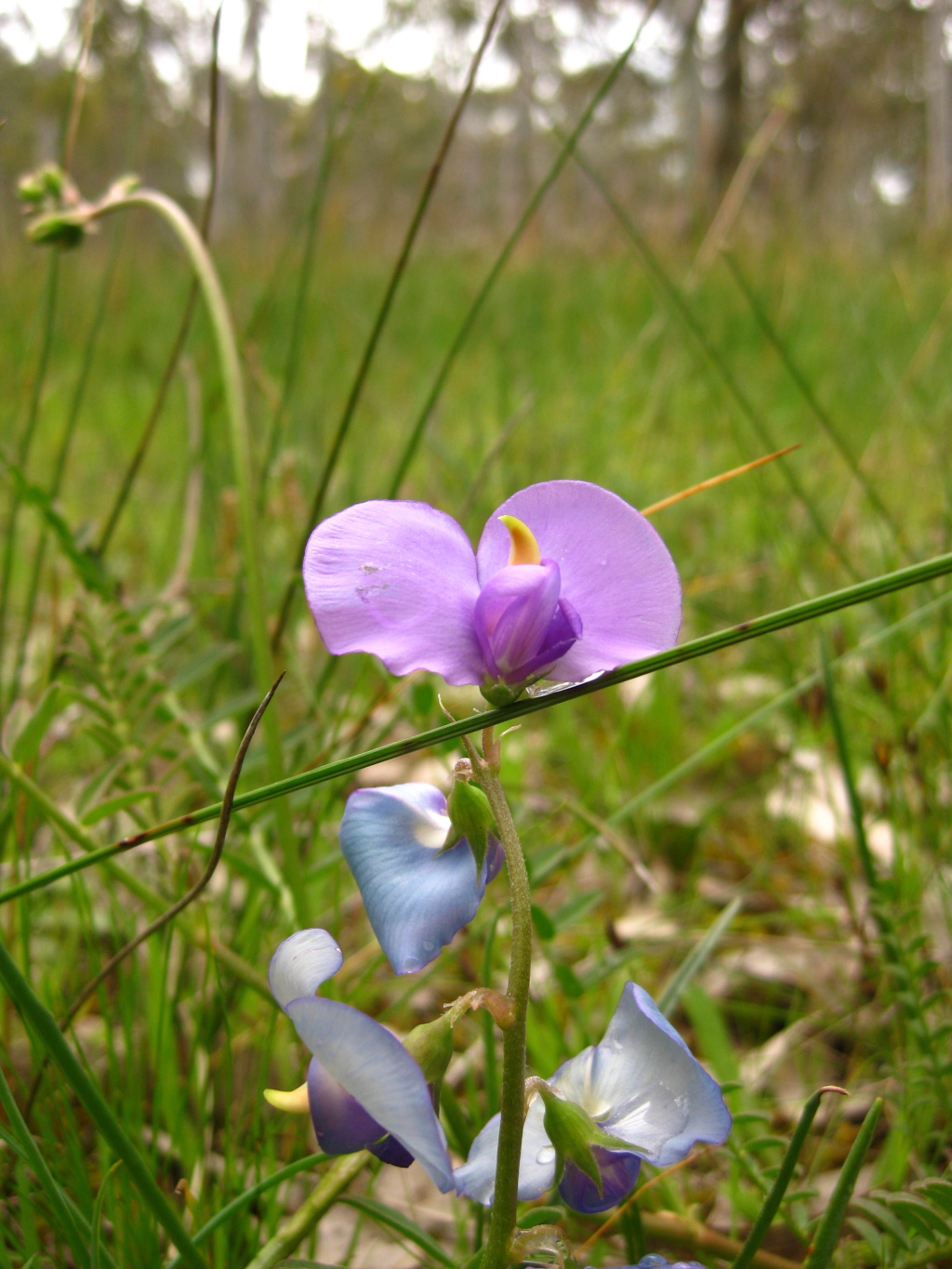 Swainsona procumbens (hero image)