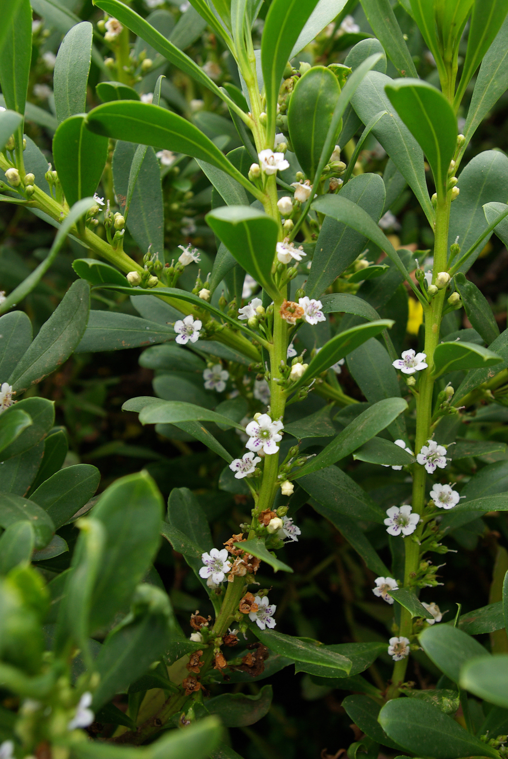 Myoporum insulare (hero image)