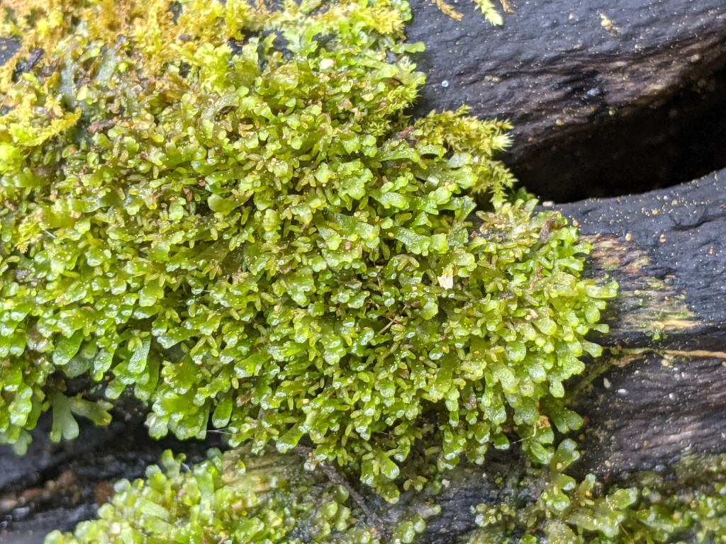 Riccardia (hero image)