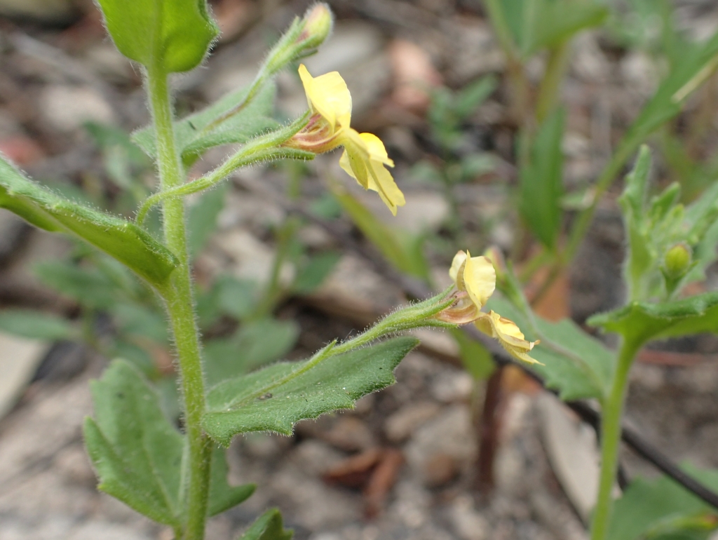 Goodenia heterophylla subsp. heterophylla (hero image)