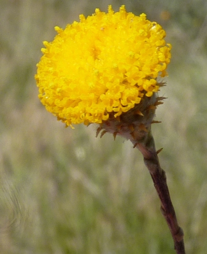 Leptorhynchos squamatus subsp. alpinus (hero image)