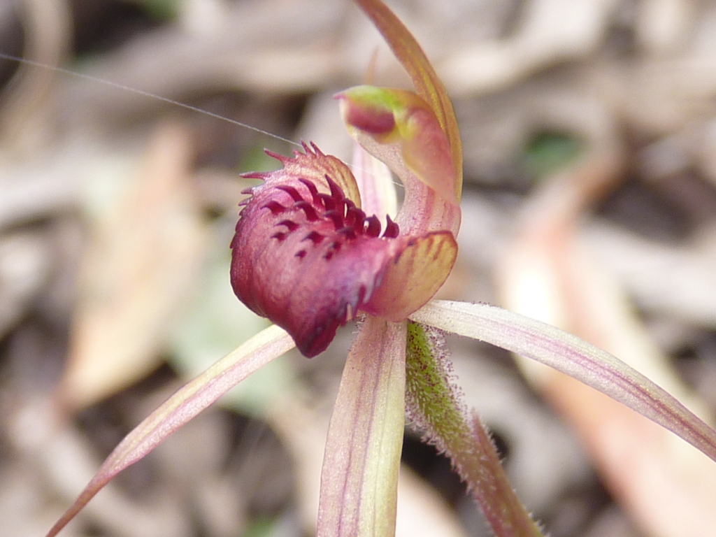 Caladenia peisleyi (hero image)