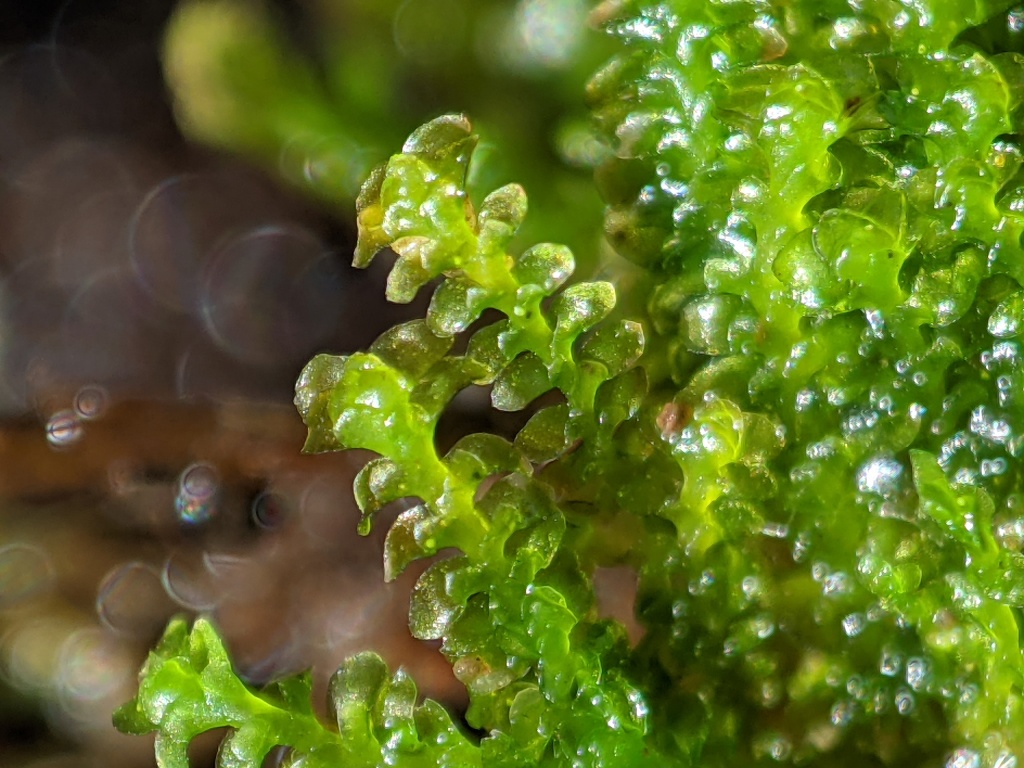 Diplophyllum (hero image)