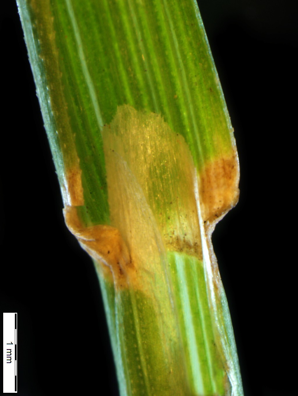 Agrostis capillaris (hero image)