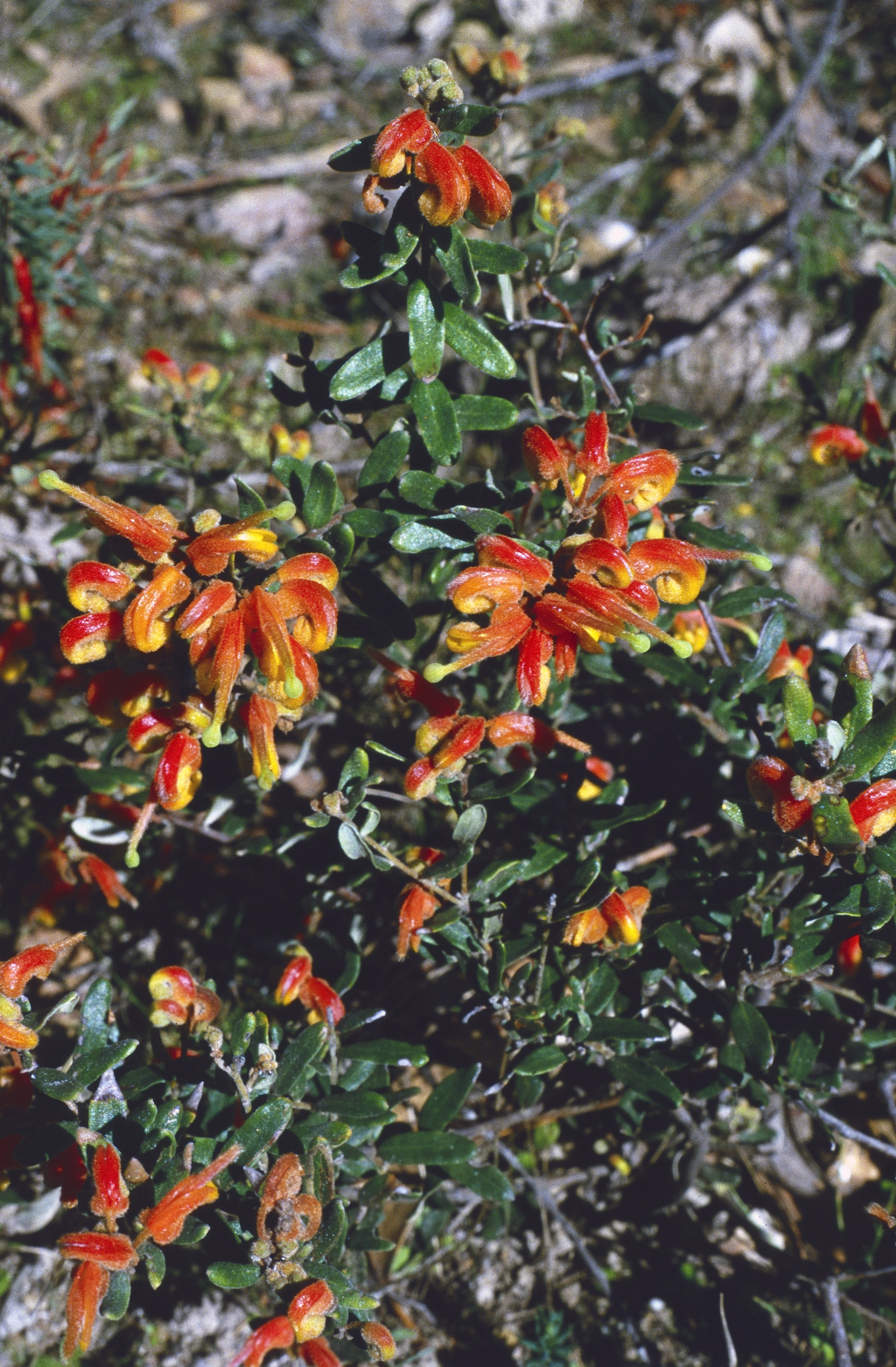 Grevillea alpina (hero image)