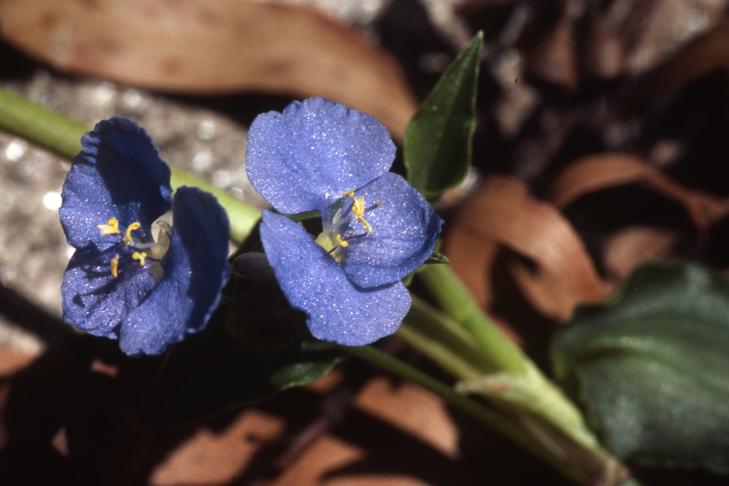 Commelina cyanea (hero image)