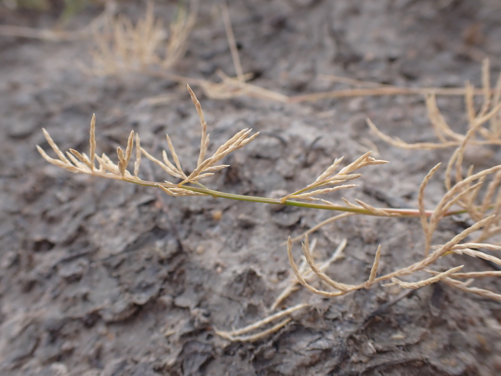Eragrostis dielsii (hero image)