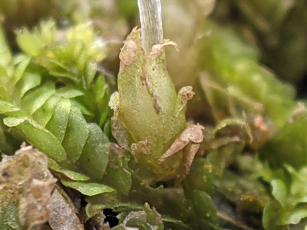 Chiloscyphus (hero image)