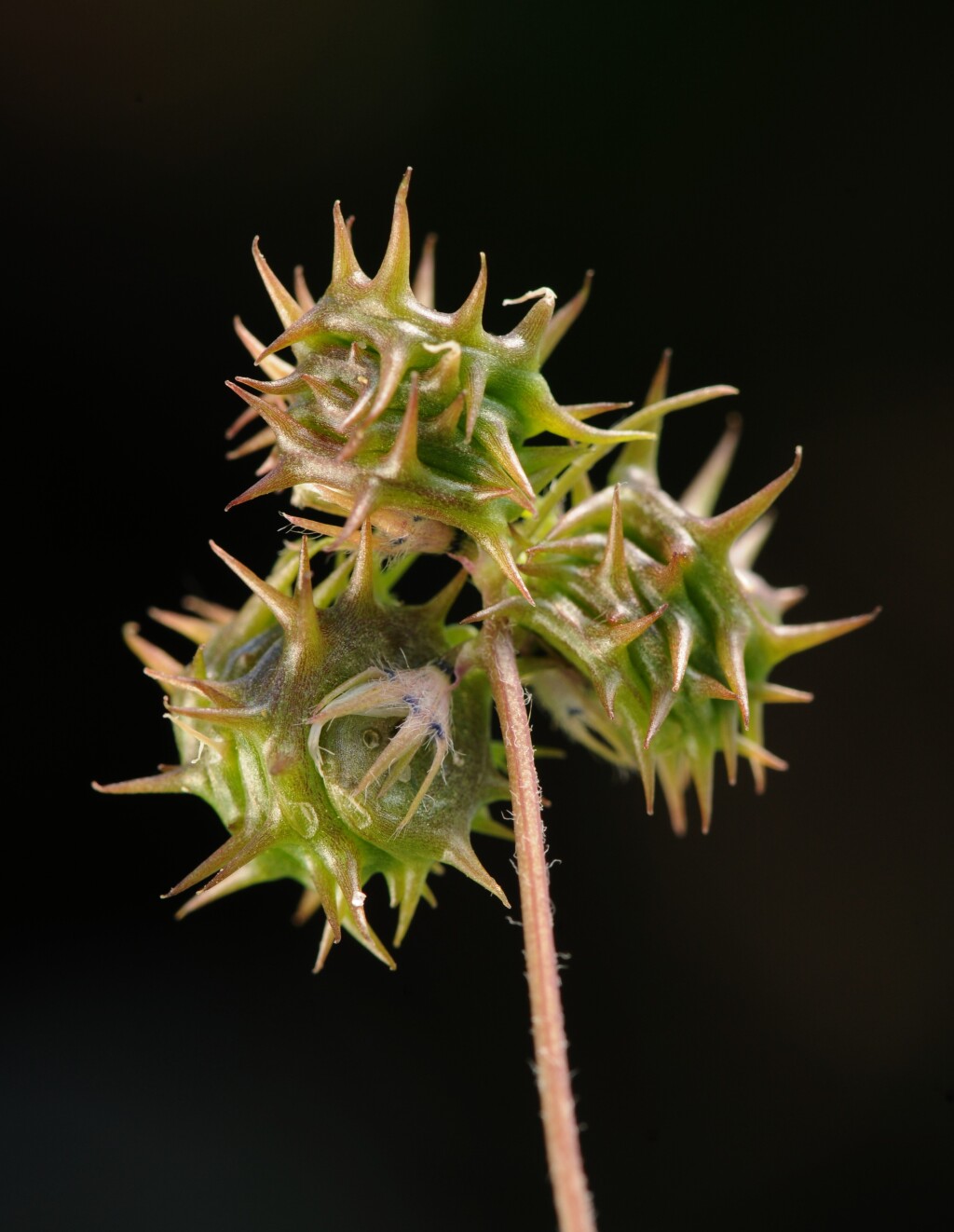 Medicago truncatula (hero image)