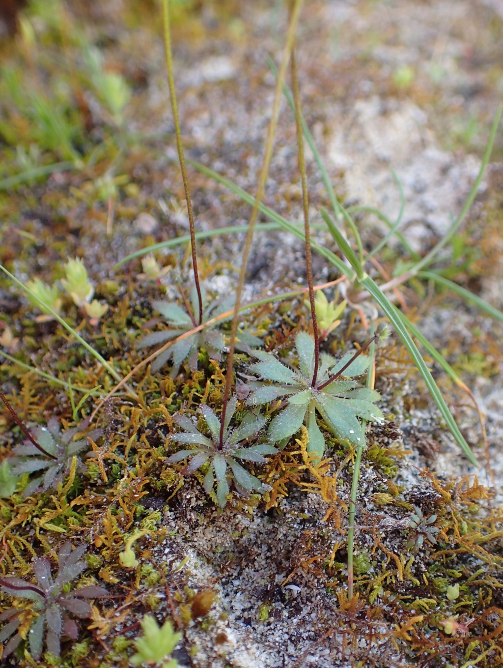 Erophila verna (hero image)