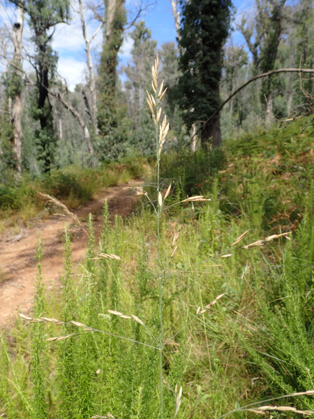 Hookerochloa (hero image)