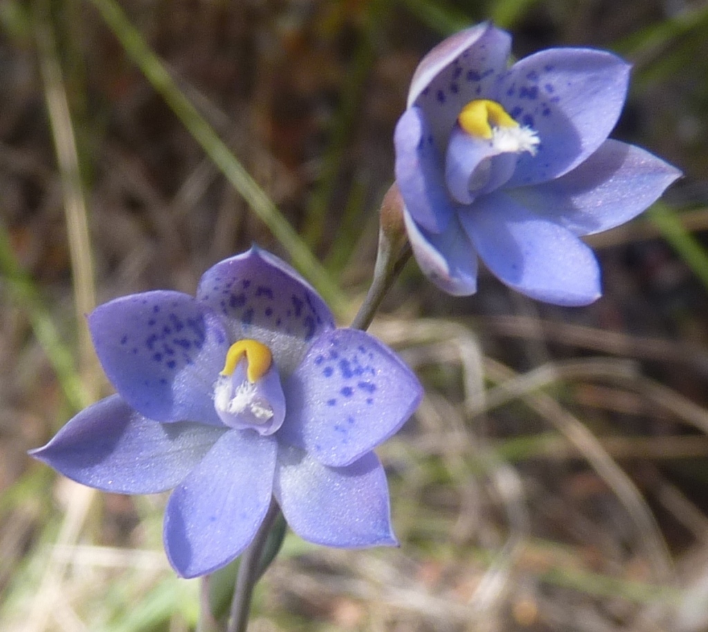 Thelymitra ×truncata (hero image)