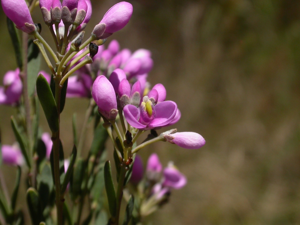 Comesperma retusum (hero image)