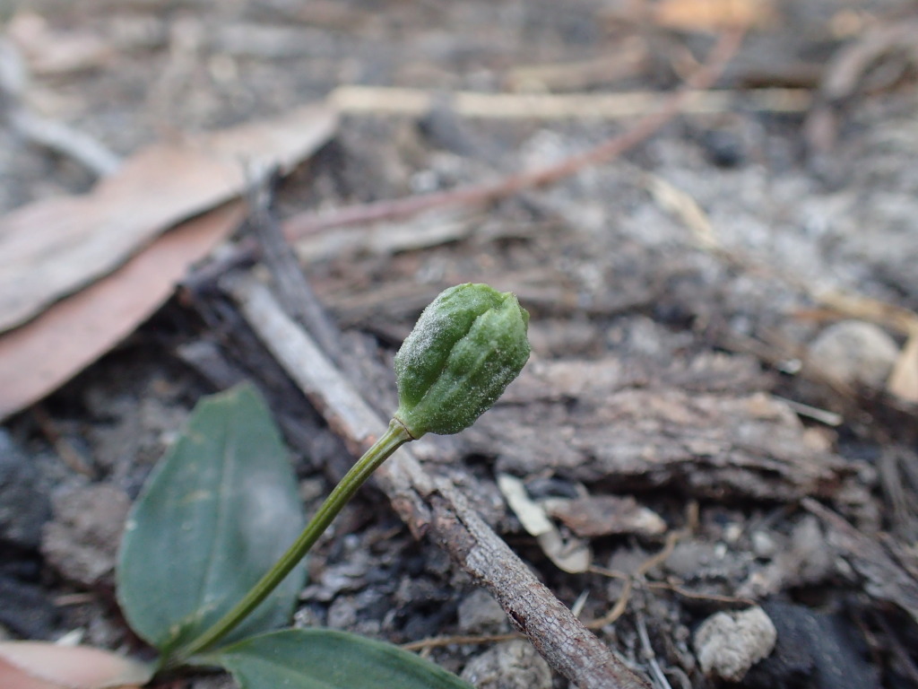 Schelhammera undulata (hero image)