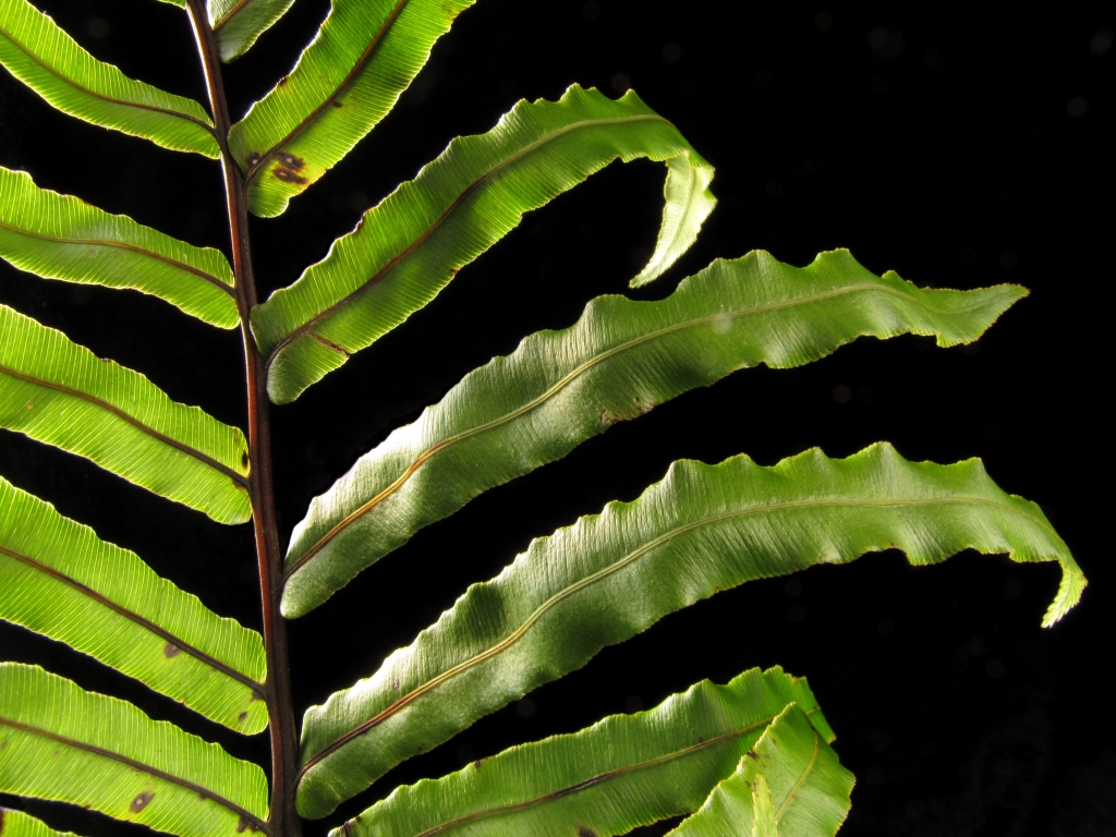 Blechnaceae (hero image)
