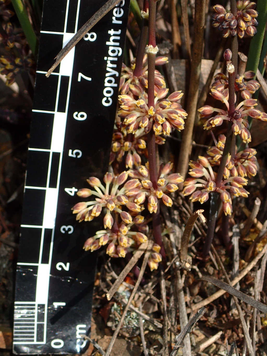 Lomandra multiflora (hero image)