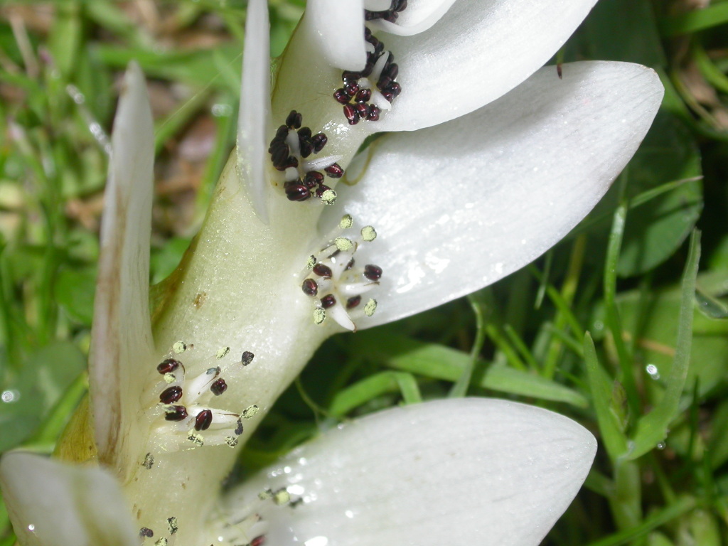 Aponogetonaceae (hero image)