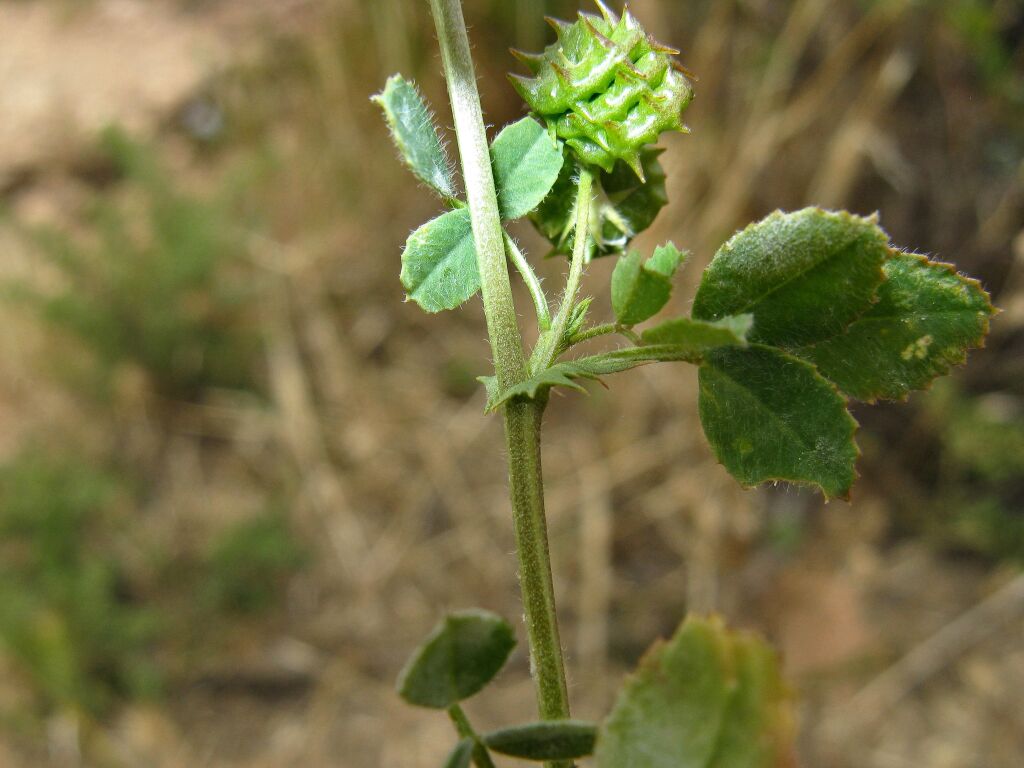 Medicago truncatula (hero image)