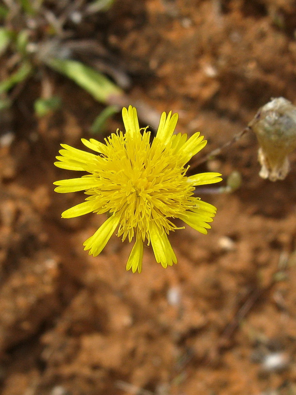 Podolepis aristata subsp. affinis (hero image)