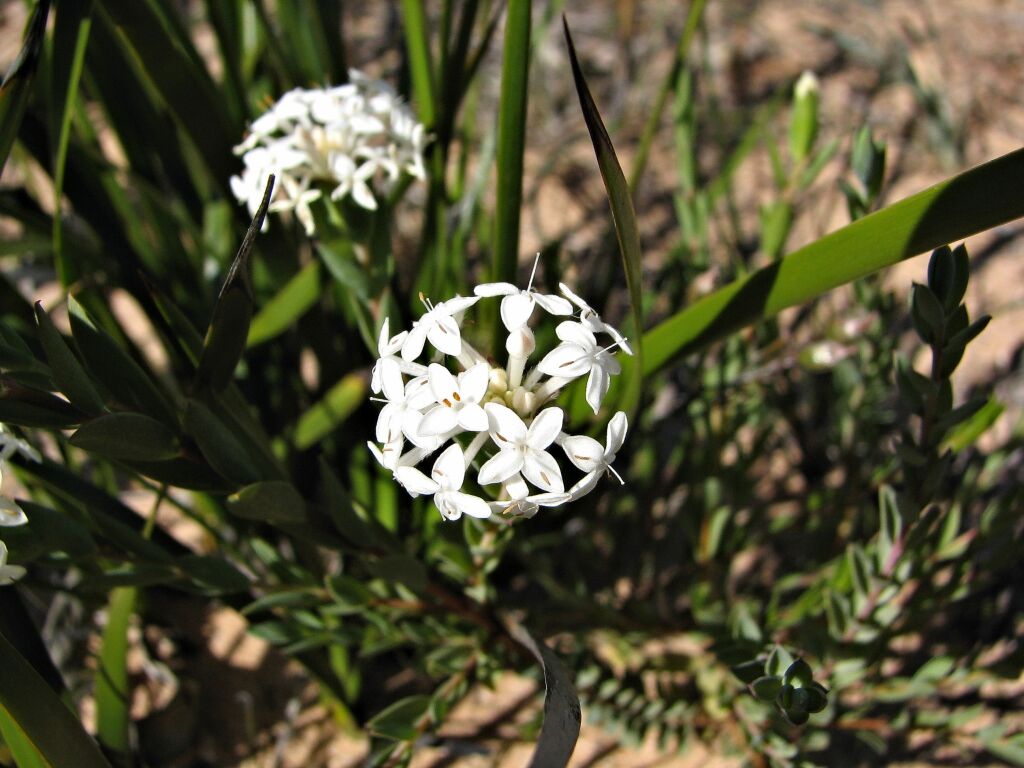 Pimelea glauca (hero image)