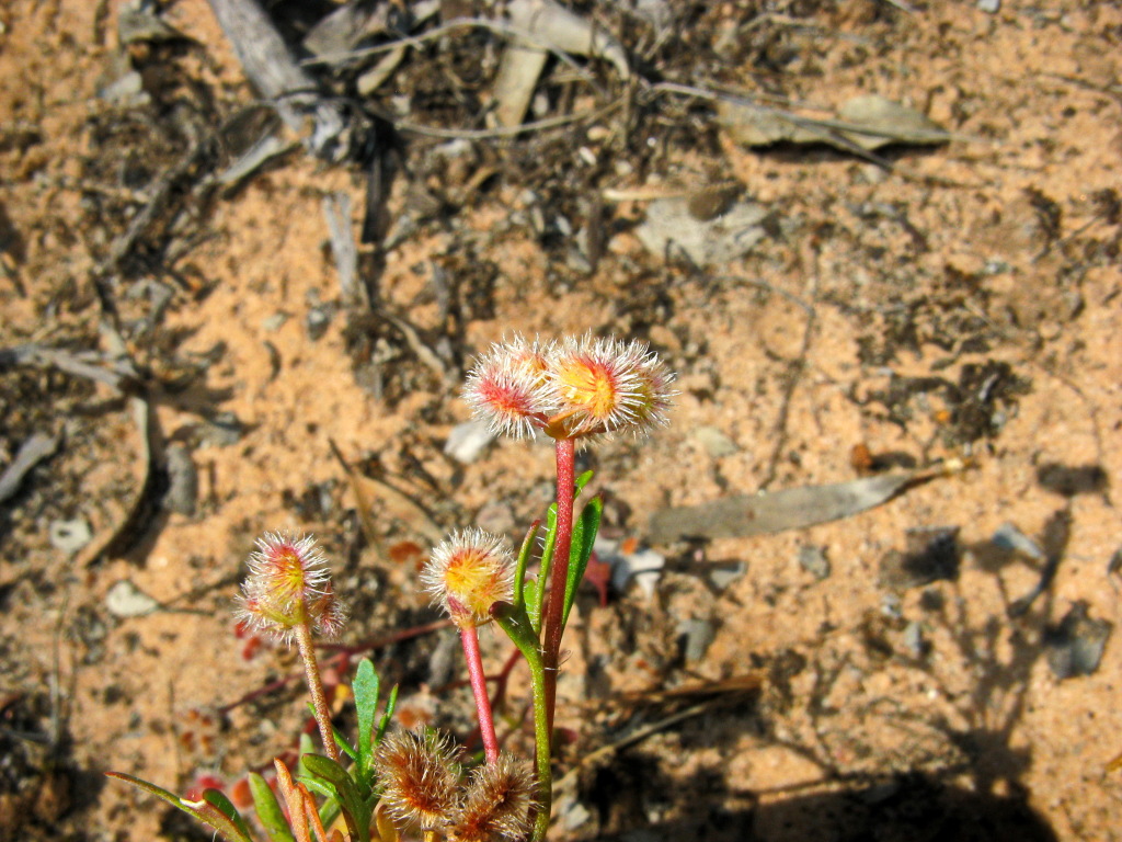 Trachymene (hero image)