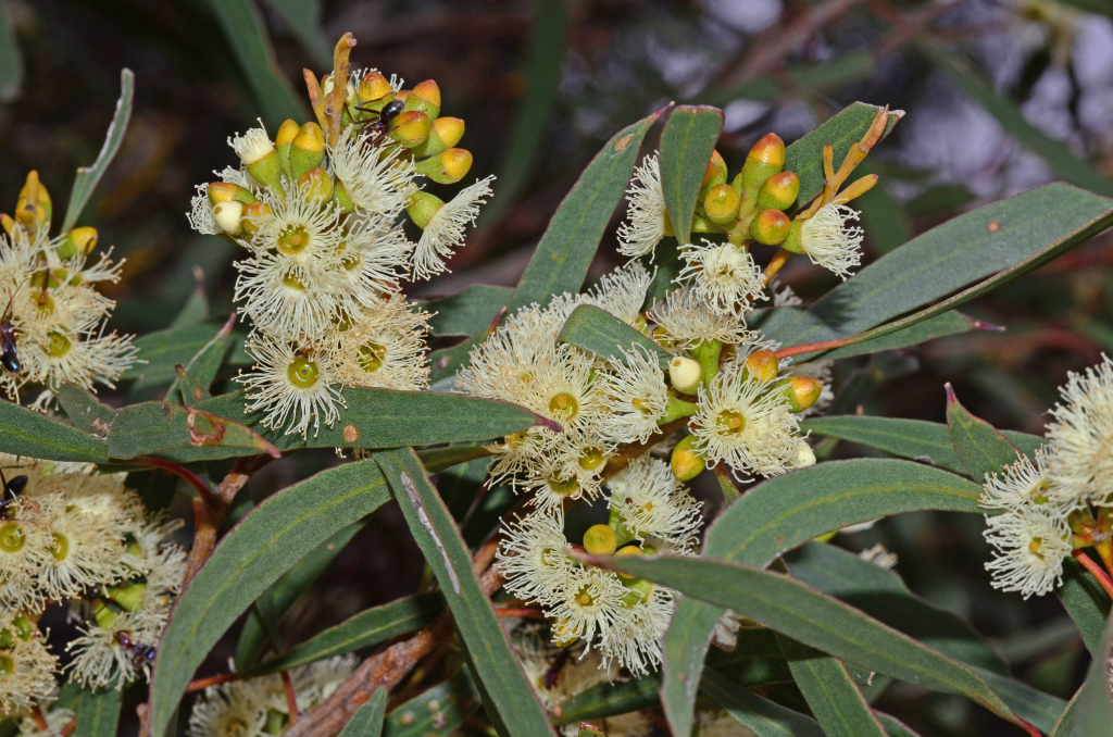 Eucalyptus wimmerensis (hero image)