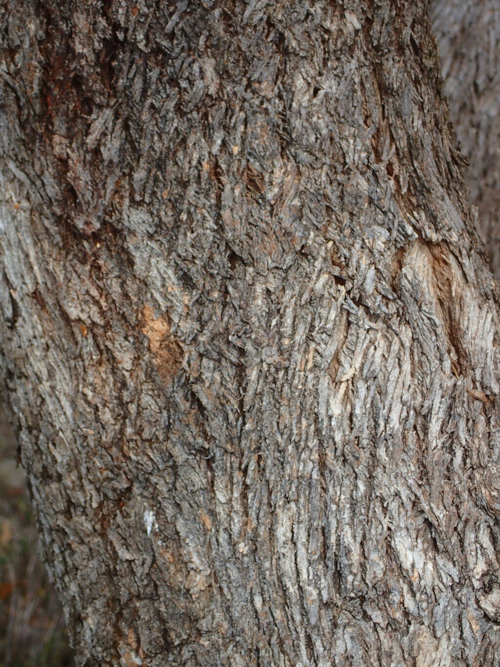 Eucalyptus goniocalyx (hero image)