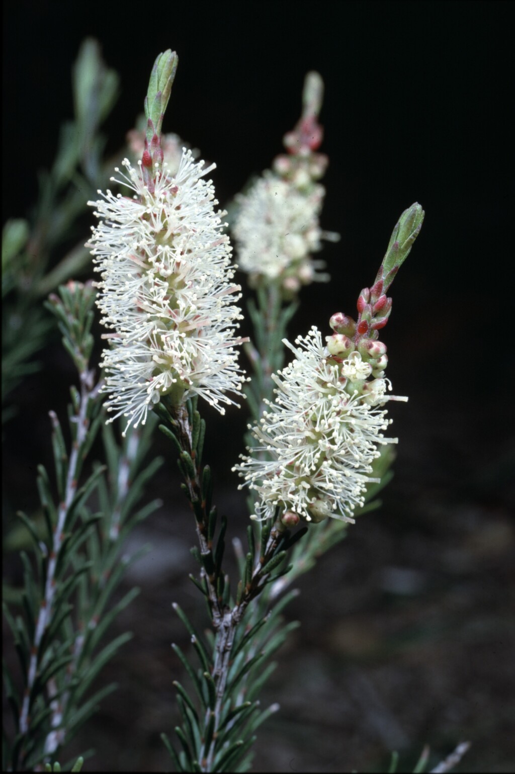 Melaleuca parvistaminea (hero image)