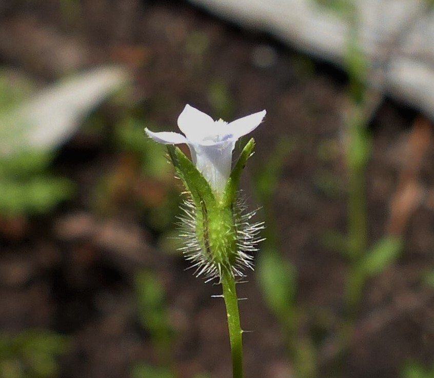 Wahlenbergia gracilenta (hero image)