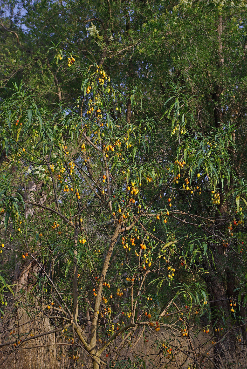 Solanum aviculare (hero image)