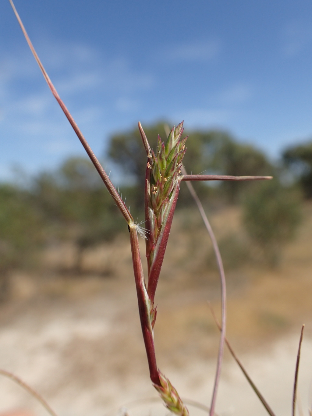 Tribolium acutiflorum (hero image)