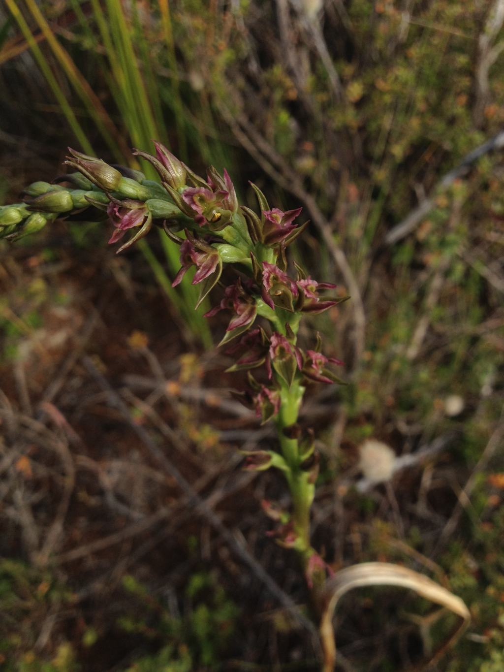 Prasophyllum litorale (hero image)