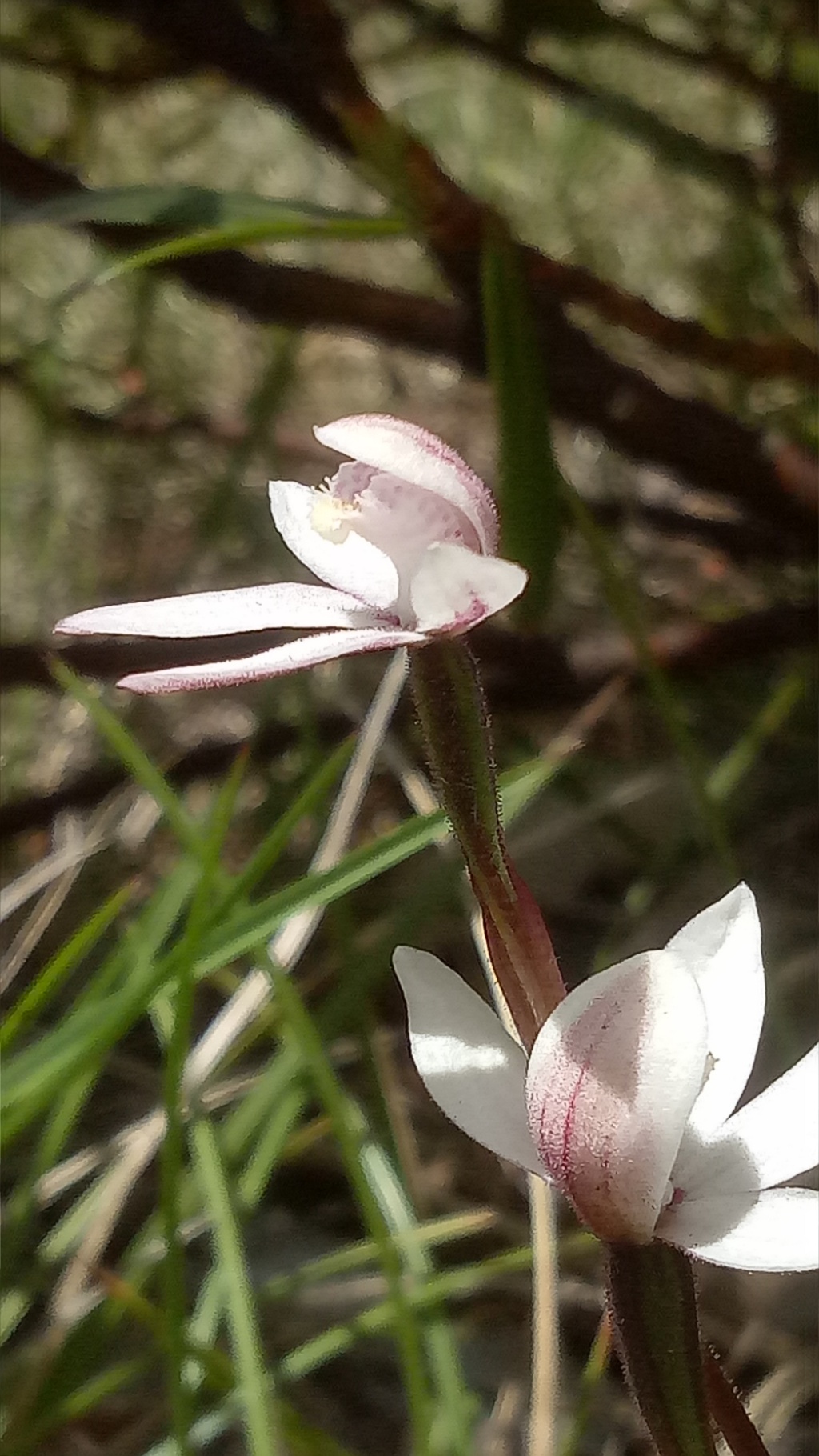 Caladenia alpina (hero image)